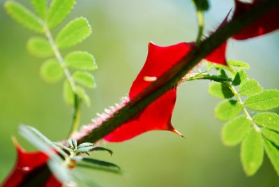 Rosa omeiensis 'Pteracantha' - růže omejská - trny